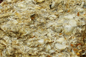calcar cochilifer