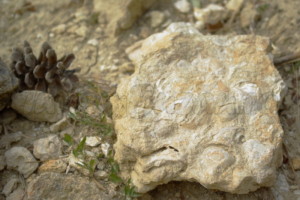 calcar cochilifer